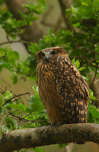 Tawny fish owl